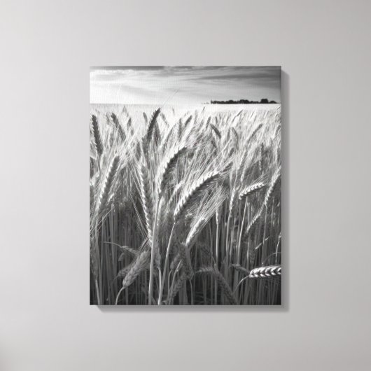 Tarweveld: Monochrome landelijke charme Canvas Afdruk (Voorkant)