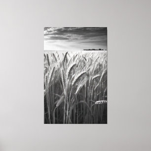 Tarweveld: Monochrome landelijke charme Canvas Afdruk
