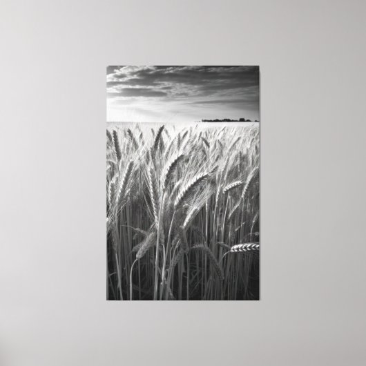 Tarweveld: Monochrome landelijke charme Canvas Afdruk (Voorkant)