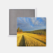 Tarweveld na oogst magneet (Voorkant / Achterkant)