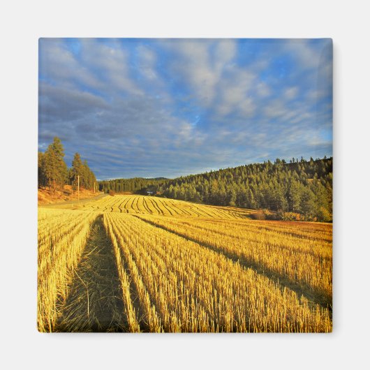 Tarweveld na oogst magneet (Voorkant)