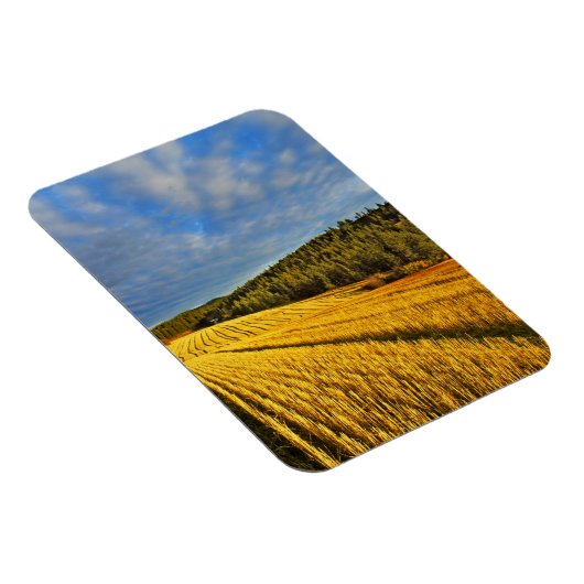 Tarweveld na oogst magneet (Rechterzijde)