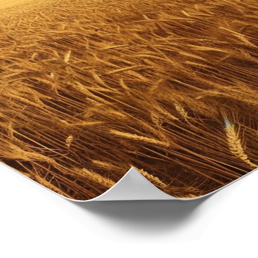 Tarweveld op het platteland poster (Hoek)