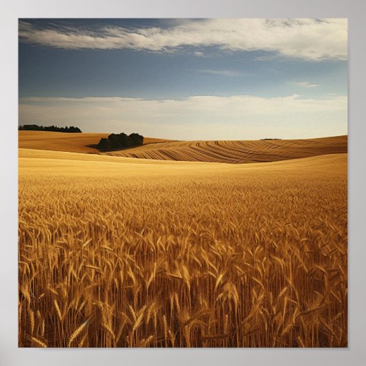 Tarweveld op het platteland poster (Voorkant)