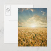 Tarweveld op zonsondergang briefkaart (Voorkant / Achterkant)