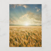 Tarweveld op zonsondergang briefkaart (Voorkant)