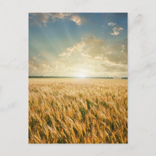 Tarweveld op zonsondergang briefkaart (Voorkant)