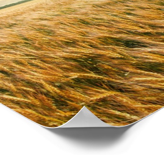 Tarweveld op zonsondergang poster (Hoek)