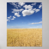 Tarweveld Poster (Voorkant)