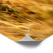 Tarweveld Poster (Hoek)