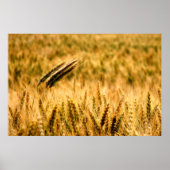 Tarweveld Poster (Voorkant)