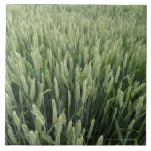 Tarweveld Tegeltje (Voorkant)