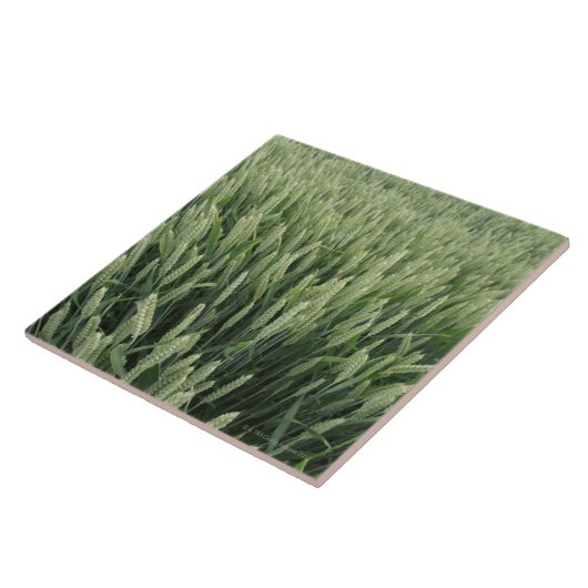 Tarweveld Tegeltje (Zijkant)