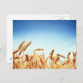 Tarweveld tegen blauwe hemel briefkaart (Voorkant / Achterkant)