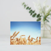Tarweveld tegen blauwe hemel briefkaart (Staand voorkant)