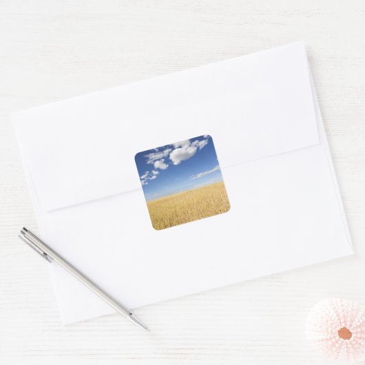 Tarweveld Vierkante Sticker (Envelop)