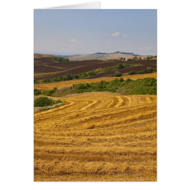 Tarwevelden na de oogst (Voorkant)