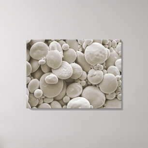 Tarwezetmeelkorrels Canvas Afdruk