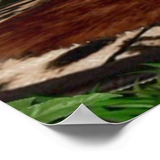 TARZNA'S VOLLEDIGE NELSON POSTER (Hoek)