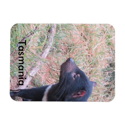 Tasmaans Flexible Magnet Magneet (Horizontaal)