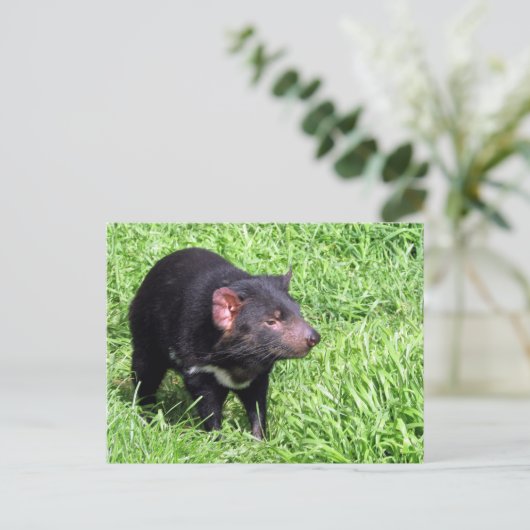 tasmaanse duivel australië briefkaart (Staand voorkant)