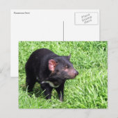 tasmaanse duivel australië briefkaart (Voorkant / Achterkant)