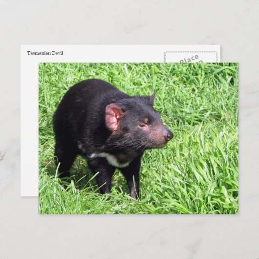 tasmaanse duivel australië briefkaart (Voorkant / Achterkant)