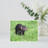 tasmaanse duivel briefkaart (Staand voorkant)