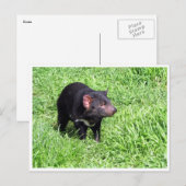 tasmaanse duivel briefkaart (Voorkant / Achterkant)