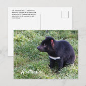 Tasmaanse duivel in gras, Tasmanië, Australië Briefkaart (Voorkant / Achterkant)