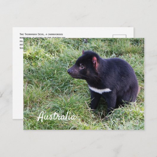 Tasmaanse duivel in gras, Tasmanië, Australië Briefkaart (Voorkant / Achterkant)