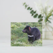 Tasmaanse duivel in gras, Tasmanië, Australië Briefkaart (Staand voorkant)