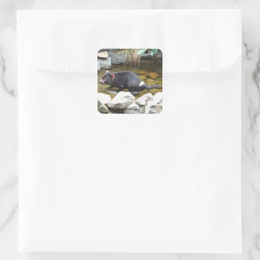 Tasmaanse duivel Sticker (Tas)