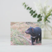 Tasmaanse-duivelse Briefkaart (Staand voorkant)