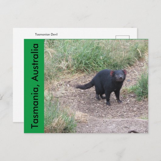 Tasmaanse-duivelse Briefkaart (Voorkant / Achterkant)