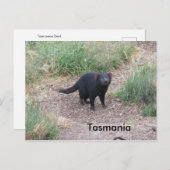 Tasmaanse-duivelse Briefkaart (Voorkant / Achterkant)