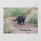 Tasmaanse-duivelse Briefkaart (Voorkant)