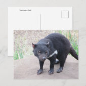 Tasmaanse-duivelse Briefkaart (Voorkant / Achterkant)
