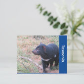 Tasmaanse-duivelse Briefkaart (Staand voorkant)