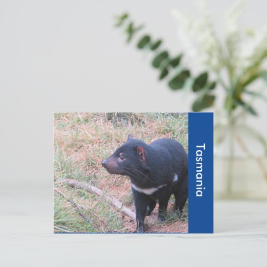 Tasmaanse-duivelse Briefkaart (Staand voorkant)