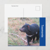 Tasmaanse-duivelse Briefkaart (Voorkant / Achterkant)