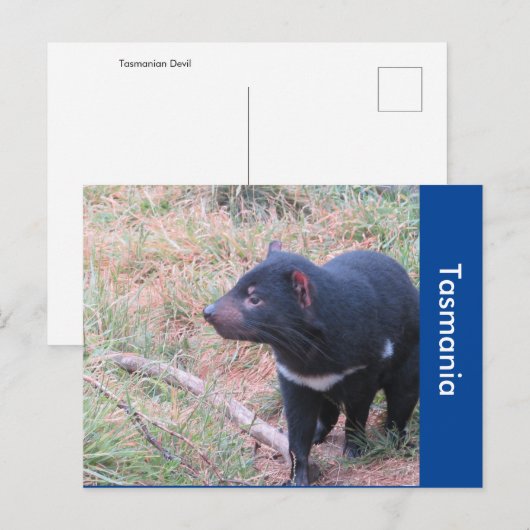 Tasmaanse-duivelse Briefkaart (Voorkant / Achterkant)