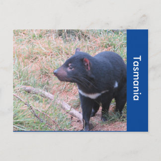 Tasmaanse-duivelse Briefkaart