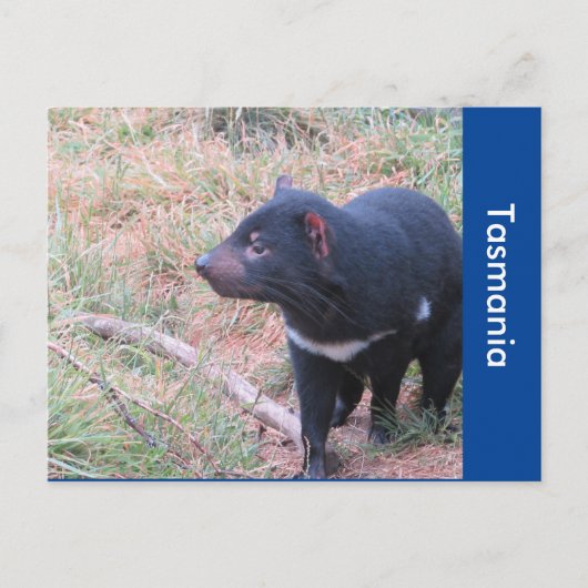 Tasmaanse-duivelse Briefkaart (Voorkant)