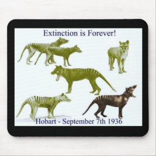 Tasmaanse tijger Thylacine-Muismat Muismat