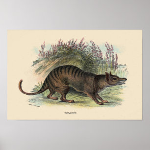 Tasmaanse wolf poster