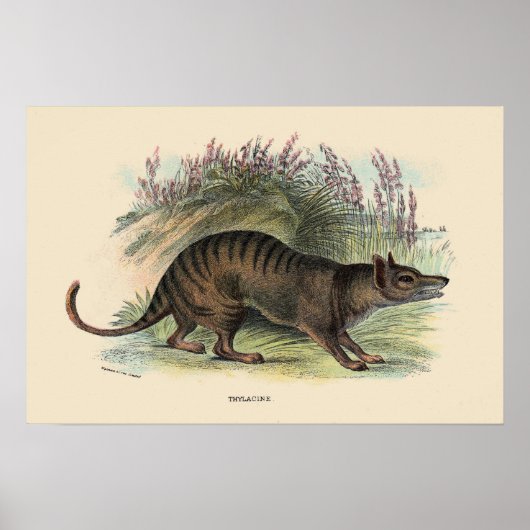 Tasmaanse wolf poster (Voorkant)