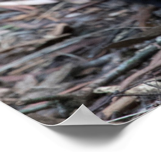 Tasmanian Devil Australia Poster (Hoek)