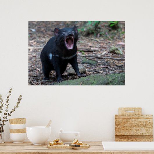 Tasmanian Devil Australia Poster (Keuken)