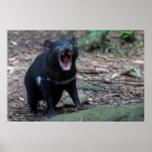 Tasmanian Devil Australia Poster (Voorkant)